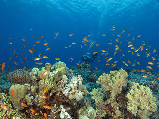 Naklejka na ściany i meble A scuba diver swimming over a beautiful Red Sea coral reef