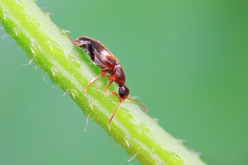 Formiform beetle on wild plants, North China