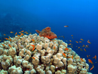 Fototapeta na wymiar A Flathead scorpionfish Scorpaenopsis oxycephala on top of a Porites sp. coral 