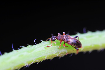 Formiform beetle on wild plants, North China