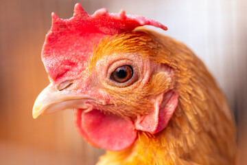 Close up portrait of hen