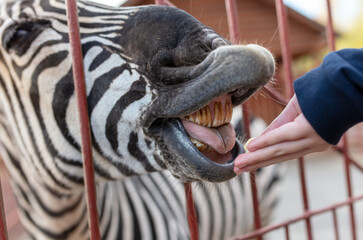 Zebra eats from the hand