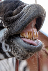Obraz premium Close-up of a smiling zebra