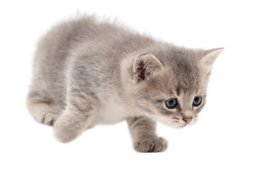 Little fluffy kitten isolated on a white