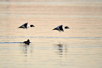 Common Goldeneye Flying low over water