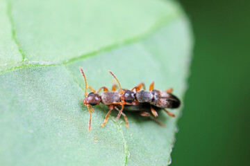Formiform beetle on wild plants, North China
