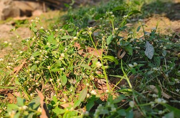 moss on the ground