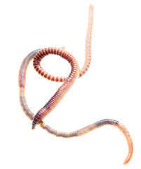 Earthworm on a white background.