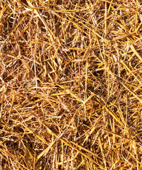 Dry hay closeup as abstract background.