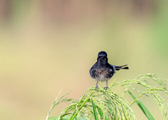 The pied bush chat Saxicola caprata  is a small passerine bird found ranging from West Asia and...