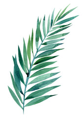 watercolor illustration of tropical palm leaves isolated on white background