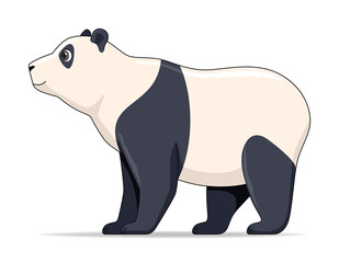 Giant panda animal standing on a white background