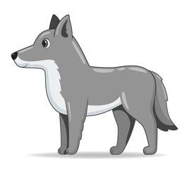 Grey wolf animal standing on a white background