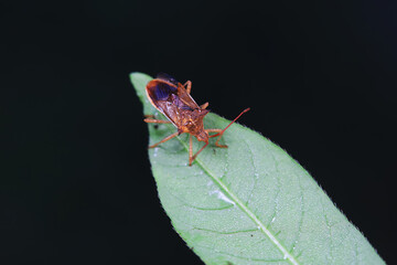 stinkbug on plant leaves in nature, North China Plain