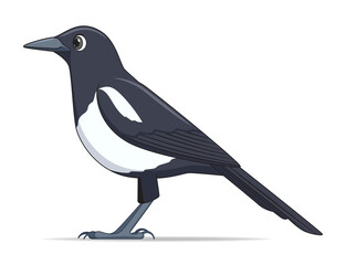 Magpie bird on a white background