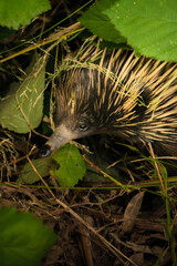 Ameisen igel