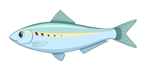 American shad fish on a white background