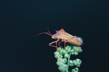 stinkbug on plant leaves in nature, North China Plain