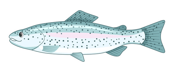 Rainbow trout fish on a white background