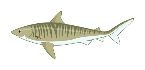 Tiger shark fish on a white background