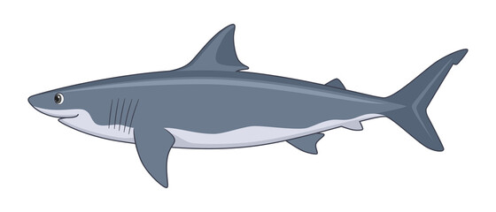 Obraz premium White shark fish on a white background