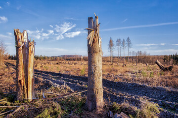 Kahlschlag Wald Waldsterben Harz