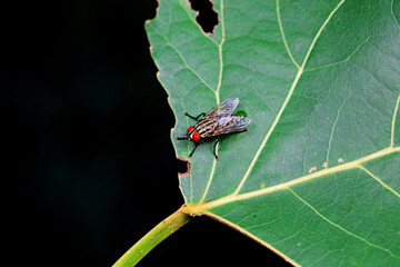 Flies on plants in the nature, North China Plain