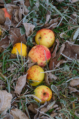 Mahrere Äpfel (Fallobst) liegen mit Raureif bei Frost im Winter in einer kalten Wiese