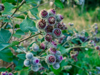 Łopian pajęczynowaty (Arctium tomentosum) – gatunek rośliny należący do rodziny astrowatych jest bardzo znaną i cenioną rośliną leczniczą