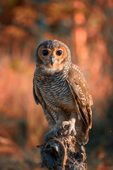Portrait of an owl with its prey