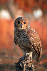 Portrait of an owl with its prey