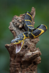 The gold-ringed cat snake in attacking position