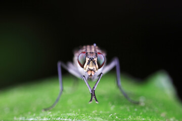 Flies on plants in the nature, North China Plain