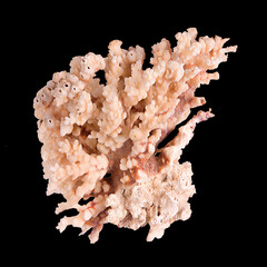 Coral isolated on black background © Dmitry