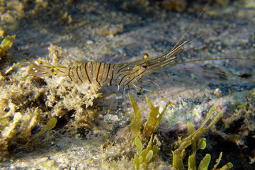 Fototapeta na wymiar Common prawn or Glass prawn (Palaemon serratus) in Mediterranean Sea
