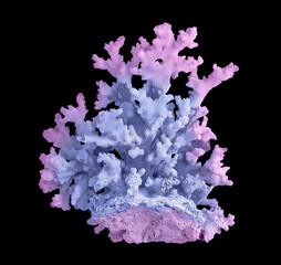 Coral isolated on black background © Dmitry