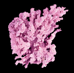 Coral isolated on black background © Dmitry