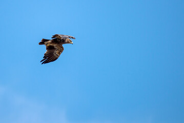 Steppe Eagle fly in sky with showing wing spread