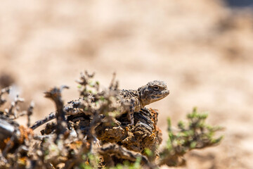 Phrynocephalus helioscopus agama close portrait of in nature