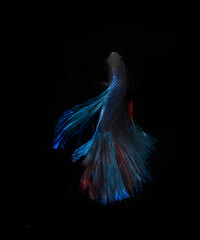 Beautiful Blue Giant Half Moon Cupang, Betta or Siamese Fighting fish, at Black background
