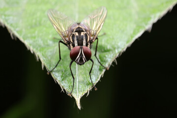 Flies on plants in the nature, North China Plain