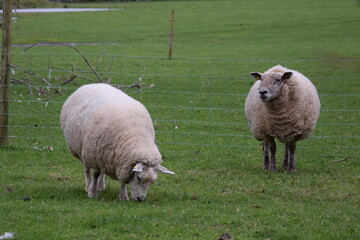 ireland