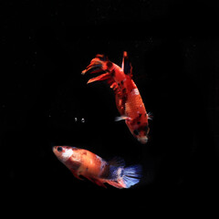 A Couple of Beautiful Orange Nemo Cupang or Betta or Siamese Fighting fish, at Black background
