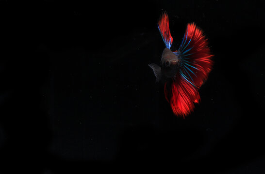Beautiful Blue and Red Betta, Cupang or Siamese Fighting fish, at Black background

