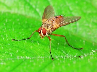 Flies on plants in the nature, North China Plain