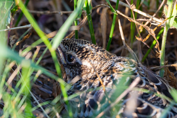 Young Skylark hiding in grass