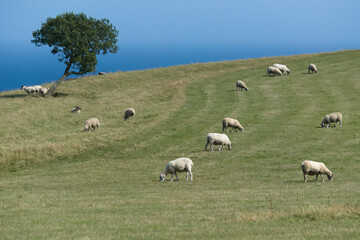 Obraz premium Sheep grazing in the meadow