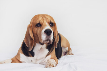 funny dog beagle lies on the bed on a gray background