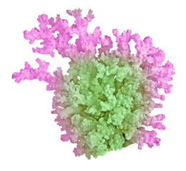 Coral isolated on white background © Dmitry