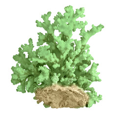 Coral isolated on white background © Dmitry